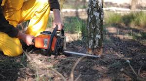 How Our Tree Care Process Works  in  Kings Park, VA